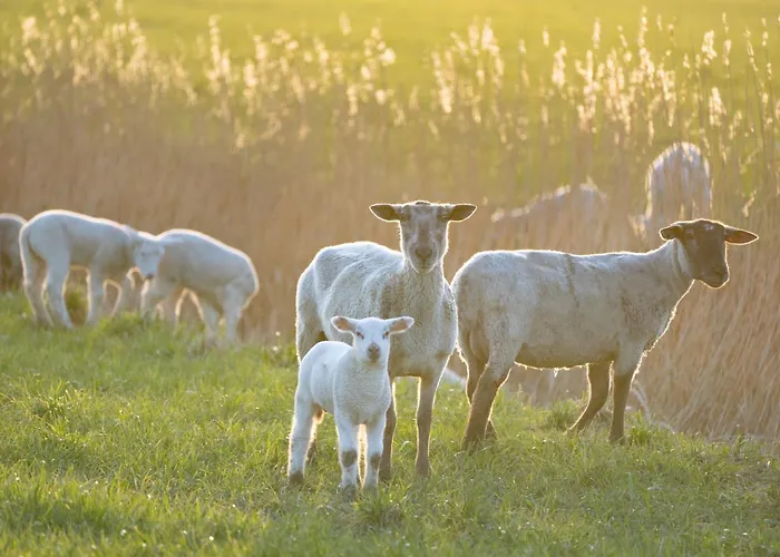 Alte Schule Wasserkoog Вестерхевер